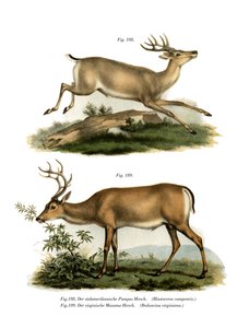 Pampas Deer
